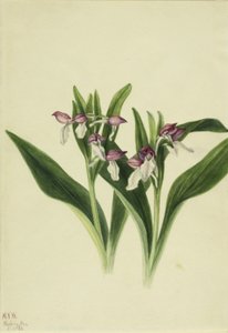 Storczyk okazały (Orchis spectabilis) autorstwa Mary Vaux Walcott
