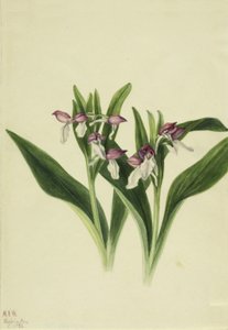 Efektowna orchidea Efektowna orchidea, 1926. autorstwa Mary Vaux Walcott