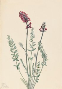Showy Oxytrope Showy Oxytrope, 1922. autorstwa Mary Vaux Walcott