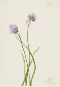 Cebula syberyjska (Allium sibericum) autorstwa Mary Vaux Walcott