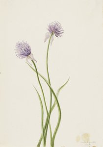 Cebula syberyjska Allium sibericum, 1903. autorstwa Mary Vaux Walcott