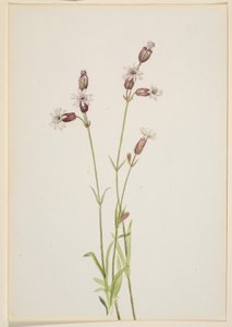 Silene multicaulis autorstwa Mary Vaux Walcott