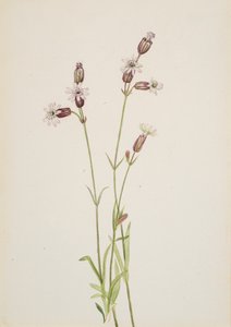 Silene multicaulis, ca. 1900-1920. autorstwa Mary Vaux Walcott
