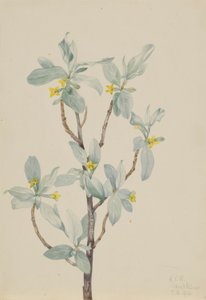Jagoda srebrna (Elaeagnus commutata) autorstwa Mary Vaux Walcott