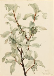 Jagoda srebrna (Elaeagnus commutata) autorstwa Mary Vaux Walcott