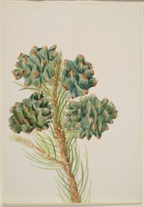 Sosna jednolistna (Pinus monophylla) autorstwa Mary Vaux Walcott