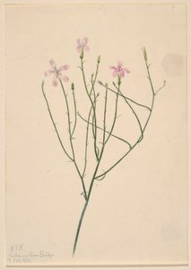 Kwiat szkieletowy (Lygodesmia juncea) autorstwa Mary Vaux Walcott