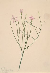 Kwiat szkieletu Lygodesmia juncea, 1923. autorstwa Mary Vaux Walcott