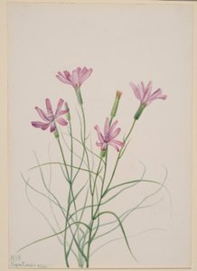 Chwast szkieletowy (Lygodesmia grandiflora) autorstwa Mary Vaux Walcott