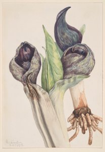 Kapusta pekińska (Spathyema foetida) autorstwa Mary Vaux Walcott
