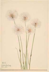 Smukła trawa bawełniana (Eriophorum chamissonis) autorstwa Mary Vaux Walcott
