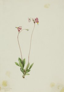 Strzelczyk smukły (Dodecatheon pauciflorum) autorstwa Mary Vaux Walcott