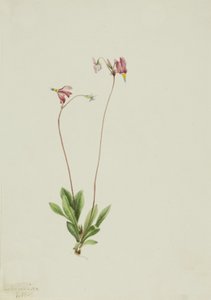 Smukła spadająca gwiazda Dodecatheon pauciflorum, 1909. autorstwa Mary Vaux Walcott