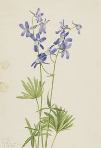 Ostróżka wąska (Delphinium depauperatum) autorstwa Mary Vaux Walcott