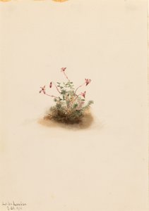 Żurawina błotna (Oxycoccus palustris) autorstwa Mary Vaux Walcott