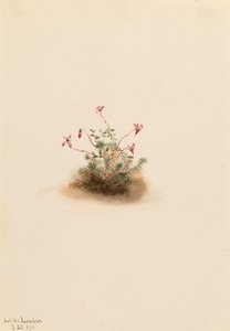 Mała żurawina Oxycoccus palustris, 1911. autorstwa Mary Vaux Walcott