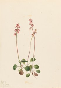 Pyrola mała Pyrola minor, 1922. autorstwa Mary Vaux Walcott