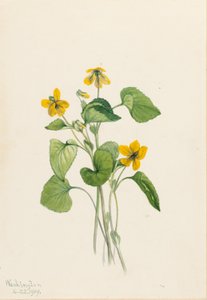 Fiołek żółty gładki (Viola eriocarpa) autorstwa Mary Vaux Walcott