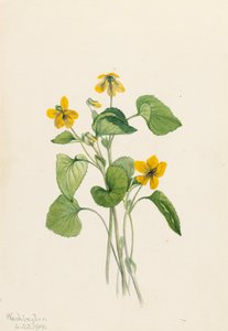 Gładka żółta fioletowa Viola eriocarpa, 1919. autorstwa Mary Vaux Walcott