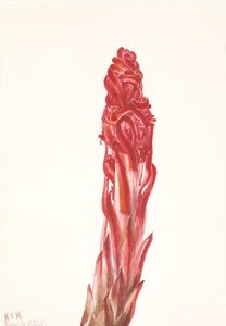 Roślina śnieżna (Sarcodes sanguinea) autorstwa Mary Vaux Walcott