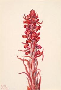 Snow Plant Sarcodes sanguinea, 1930. autorstwa Mary Vaux Walcott