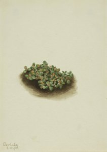 Wierzba śnieżna (Salix nivalis) autorstwa Mary Vaux Walcott