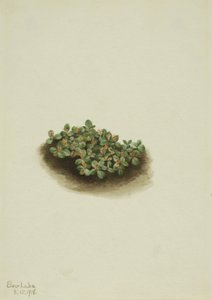 Śnieżna wierzba Salix nivalis, 1918. autorstwa Mary Vaux Walcott