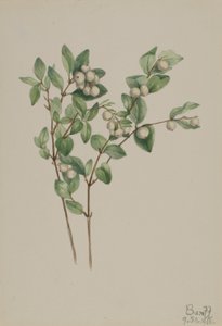 Śnieguliczka biała (Symphoricarpos albus) autorstwa Mary Vaux Walcott