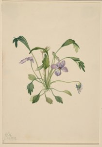Fiołek trójbarwny (Viola digitata) autorstwa Mary Vaux Walcott