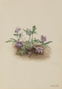 Fiołek południowy (Viola septemloba) autorstwa Mary Vaux Walcott