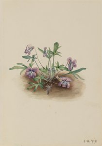 południowe wybrzeże Violet Viola septemloba, 1919. autorstwa Mary Vaux Walcott