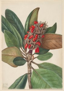 Magnolia południowa (Magnolia grandiflora) autorstwa Mary Vaux Walcott