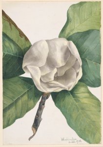 Magnolia południowa (Magnolia grandiflora) autorstwa Mary Vaux Walcott