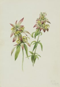 Balsam pszczeli cętkowany Monarda punctata, 1919. autorstwa Mary Vaux Walcott