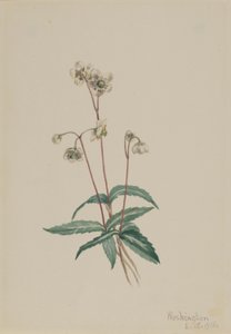 Pipissewa plamista (Chimaphila maculata) autorstwa Mary Vaux Walcott
