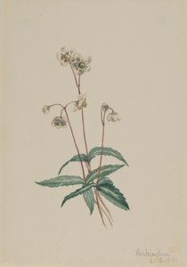 Cętkowany Pipsissewa Chimaphila maculata, 1918. autorstwa Mary Vaux Walcott
