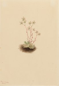 Skalnica plamista (Saxifraga bronchialis) autorstwa Mary Vaux Walcott