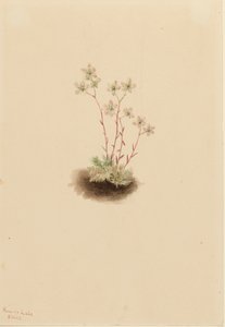 Skalnica plamista Saxifraga bronchialis, 1903. autorstwa Mary Vaux Walcott