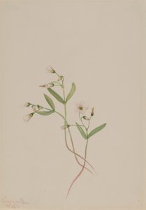 Piękność wiosenna (Claytonia lanceolata) autorstwa Mary Vaux Walcott