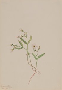 Wiosenna piękność Claytonia lanceolata, 1916. autorstwa Mary Vaux Walcott