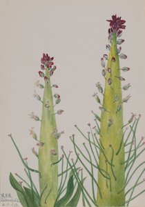 Kapusta dyniowata Caulanthus inflatus, 1935. autorstwa Mary Vaux Walcott