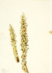 Squawroot Conopholis americana, 1919. autorstwa Mary Vaux Walcott