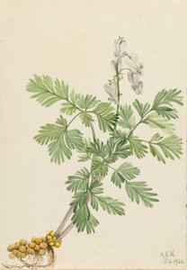 Kukurydza wiewiórcza (Bikukulla canadensis) autorstwa Mary Vaux Walcott