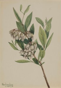 Pieris mariana (Pieris mariana) autorstwa Mary Vaux Walcott