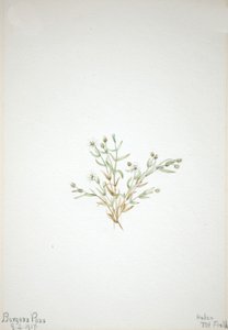 Stelleria leta, 1917. autorstwa Mary Vaux Walcott