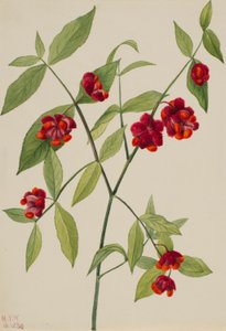 Strawberry Bush - "Hearts Bustin
