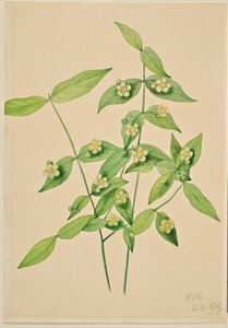 Krzew truskawkowy (Euonymus americanus)