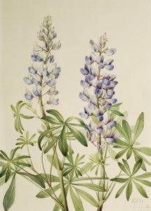 Słoneczna tarcza łubin Łubin wieloletni, 1919. autorstwa Mary Vaux Walcott