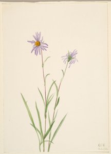Aster błotny (Aster paludosus) autorstwa Mary Vaux Walcott