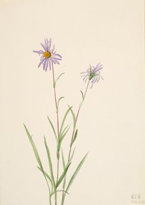 Aster bagienny Aster paludosus, 1922. autorstwa Mary Vaux Walcott